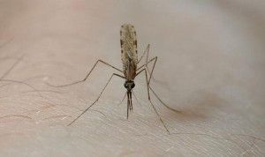 Комары – возбудители японского энцефалита