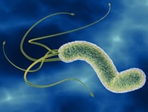 Бактерия хеликобактер
