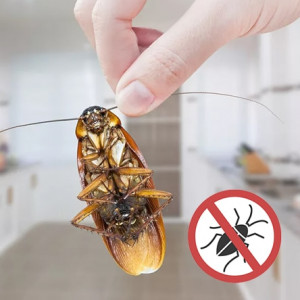 Дезинсекторские услуги против тараканов
